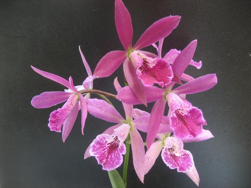 ���ƒ�̉ԂƎČ��E��