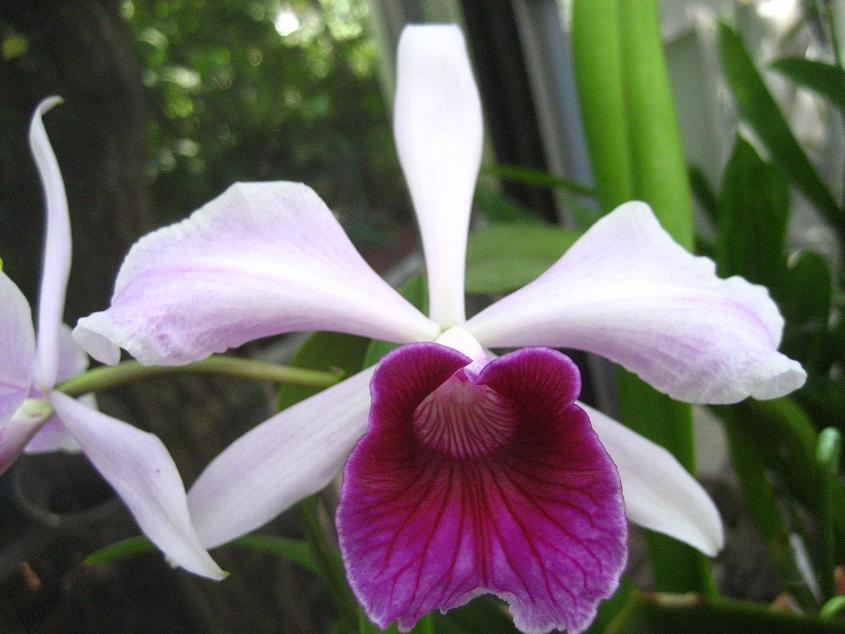 ���ƒ�̉ԂƎČ��E��