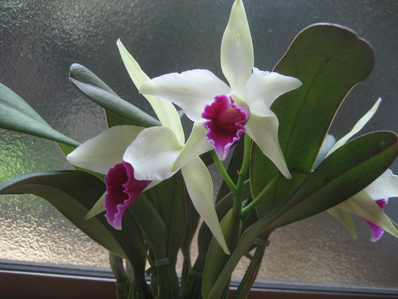 ���ƒ�̉ԂƎČ��E��