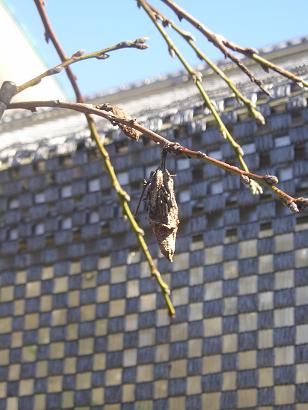 ���ƒ�̉ԂƎČ��E��