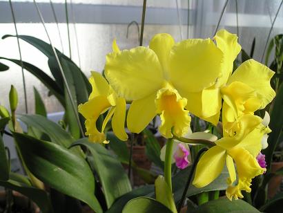 ���ƒ�̉ԂƎČ��E��