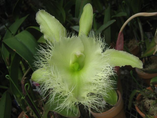 ���ƒ�̉ԂƎČ��E��