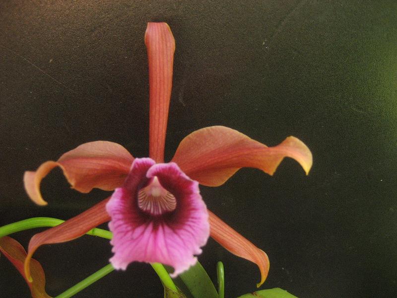 ���ƒ�̉ԂƎČ��E��