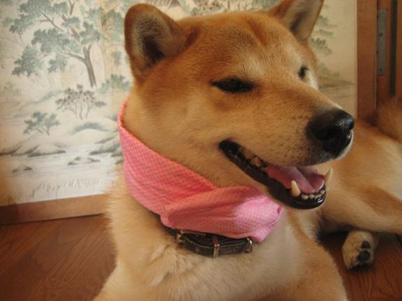 ���ƒ�̉ԂƎČ��E��