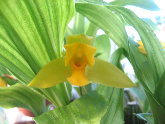 ���ƒ�̉ԂƎČ��E��