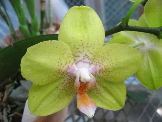 ���ƒ�̉ԂƎČ��E��