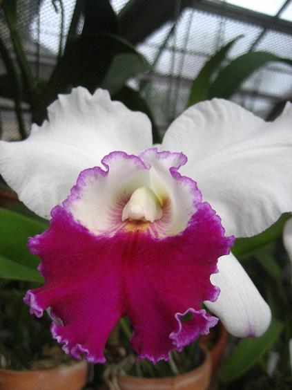 ���ƒ�̉ԂƎČ��E��