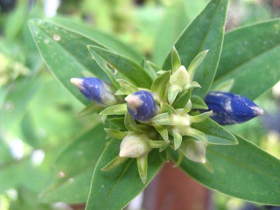 ���ƒ�̉ԂƎČ��E��