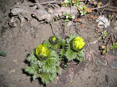 ���ƒ�̉ԂƎČ��E��