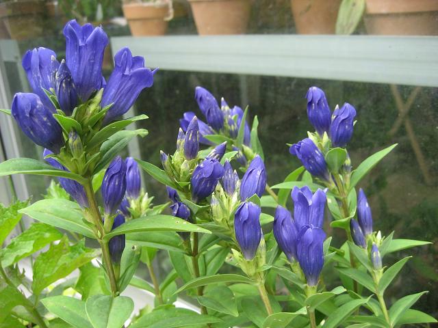 ���ƒ�̉ԂƎČ��E��