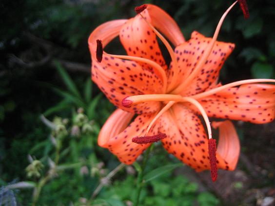 ���ƒ�̉ԂƎČ��E��