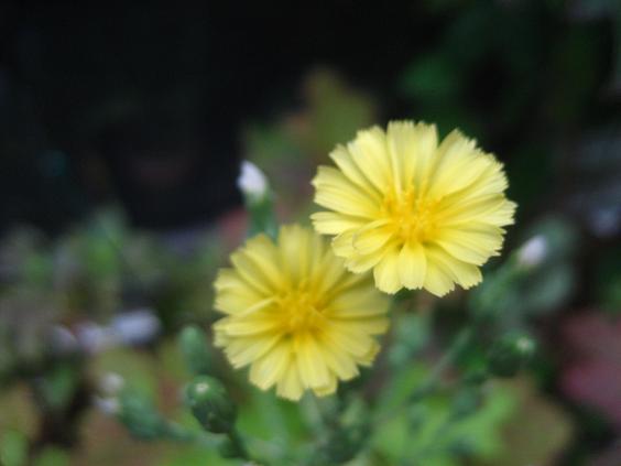 ���ƒ�̉ԂƎČ��E��