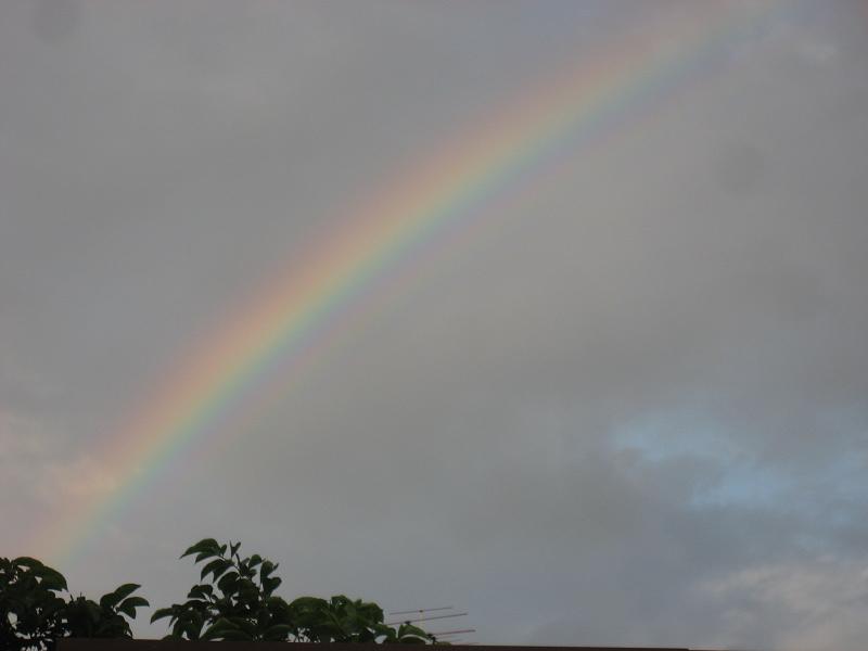 ���ƒ�̉ԂƎČ��E��