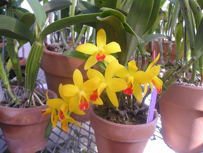 ���ƒ�̉ԂƎČ��E��