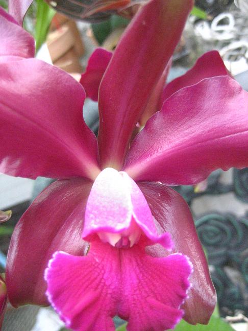 ���ƒ�̉ԂƎČ��E��