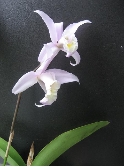 ���ƒ�̉ԂƎČ��E��