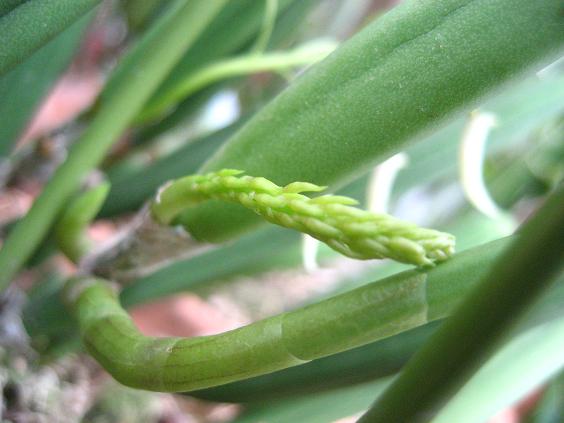 ���ƒ�̉ԂƎČ��E��