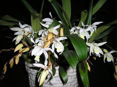 ���ƒ�̉ԂƎČ��E��