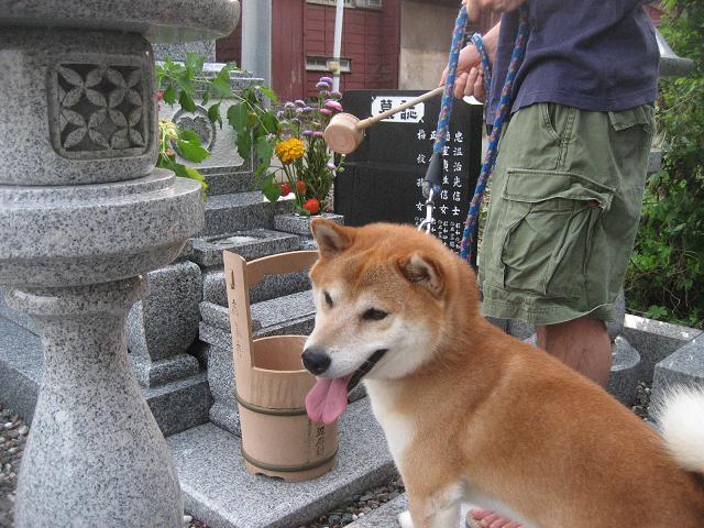 ���ƒ�̉ԂƎČ��E��