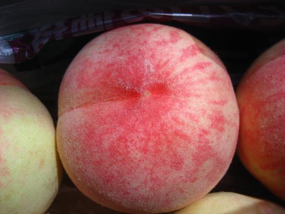 ���ƒ�̉ԂƎČ��E��