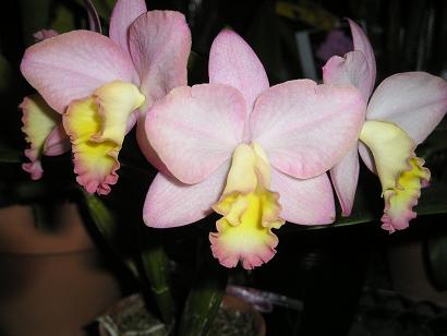 ���ƒ�̉ԂƎČ��E��