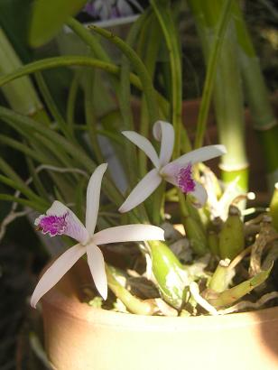 ���ƒ�̉ԂƎČ��E��