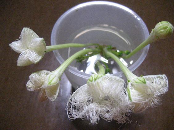 ���ƒ�̉ԂƎČ��E��