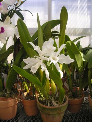 ���ƒ�̉ԂƎČ��E��