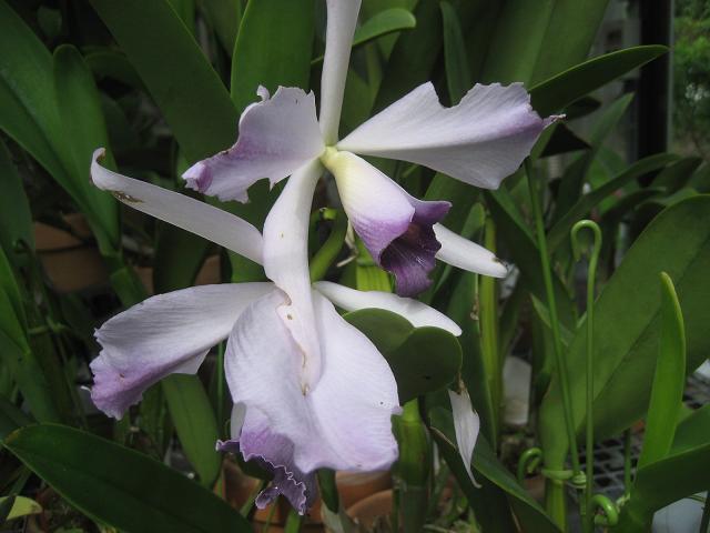 ���ƒ�̉ԂƎČ��E��