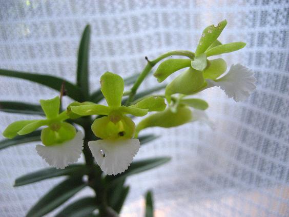 ���ƒ�̉ԂƎČ��E��