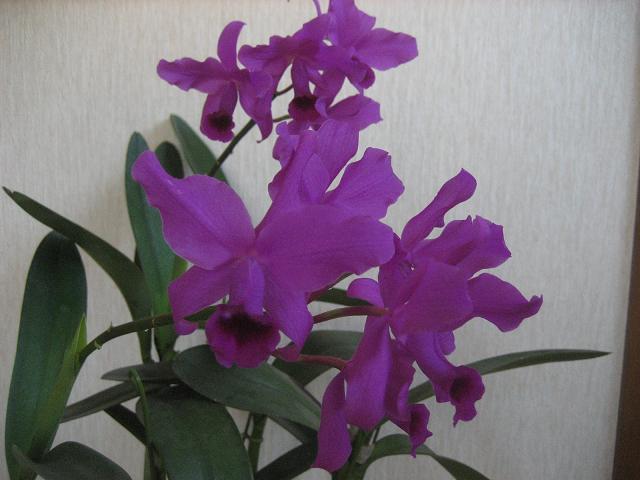 ���ƒ�̉ԂƎČ��E��