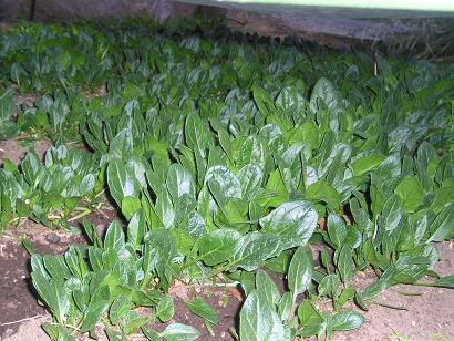 ���ƒ�̉ԂƎČ��E��