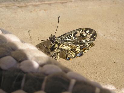 ���ƒ�̉ԂƎČ��E��