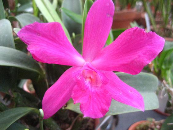 ���ƒ�̉ԂƎČ��E��