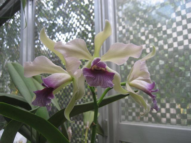 ���ƒ�̉ԂƎČ��E��