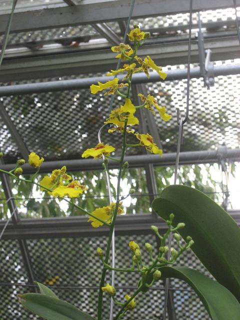 ���ƒ�̉ԂƎČ��E��