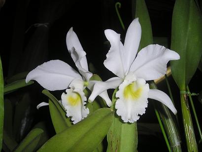 ���ƒ�̉ԂƎČ��E��