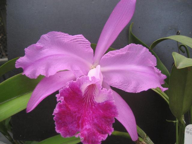 ���ƒ�̉ԂƎČ��E��