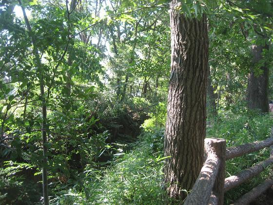 ���ƒ�̉ԂƎČ��E��