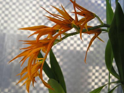 ���ƒ�̉ԂƎČ��E��