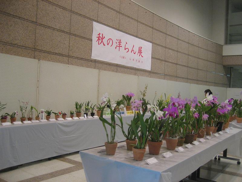 ���ƒ�̉ԂƎČ��E��