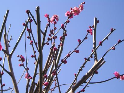 ���ƒ�̉ԂƎČ��E��