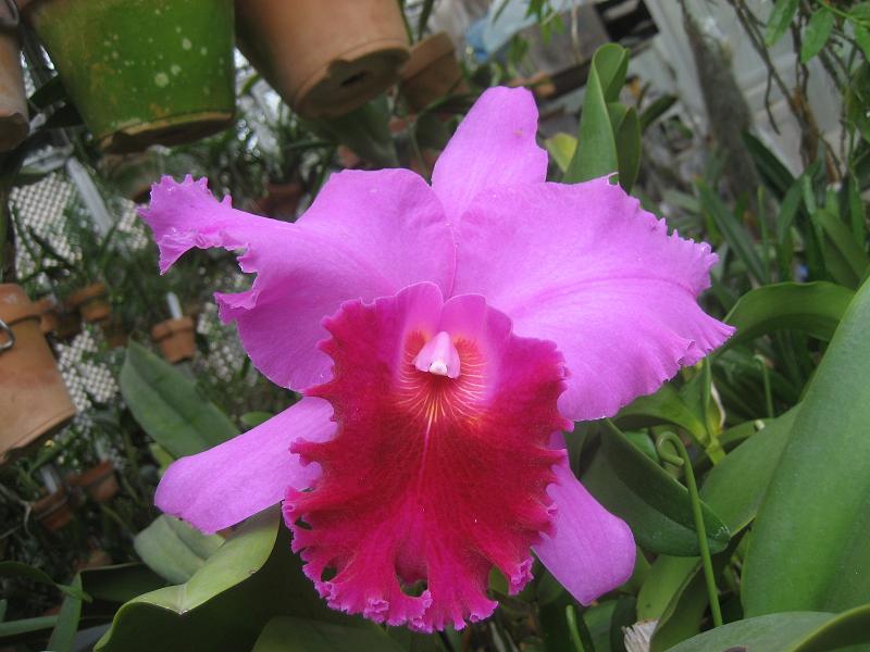 ���ƒ�̉ԂƎČ��E��