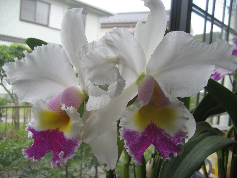 ���ƒ�̉ԂƎČ��E��