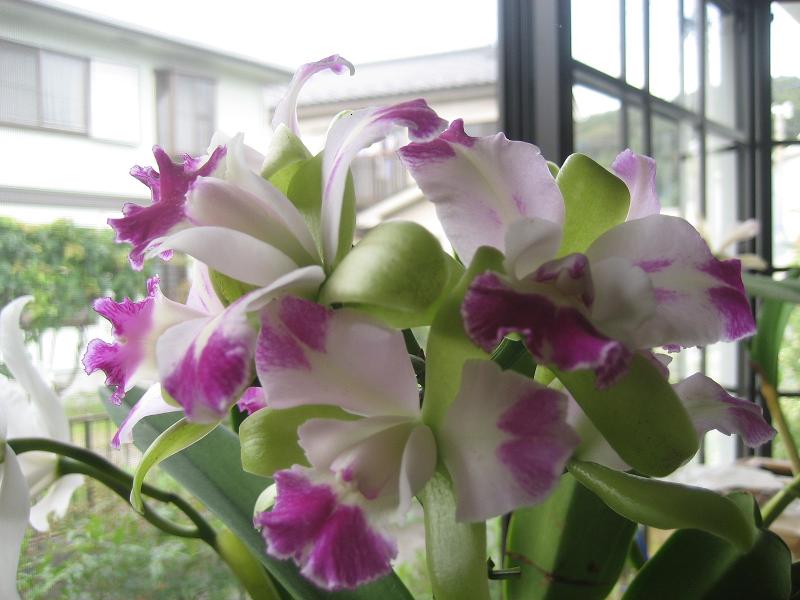 ���ƒ�̉ԂƎČ��E��