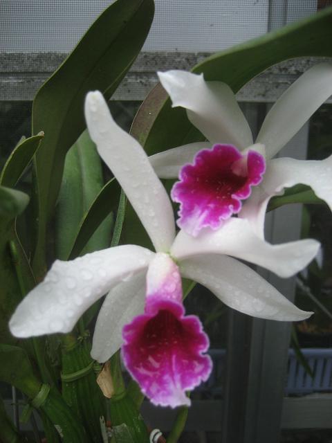 ���ƒ�̉ԂƎČ��E��