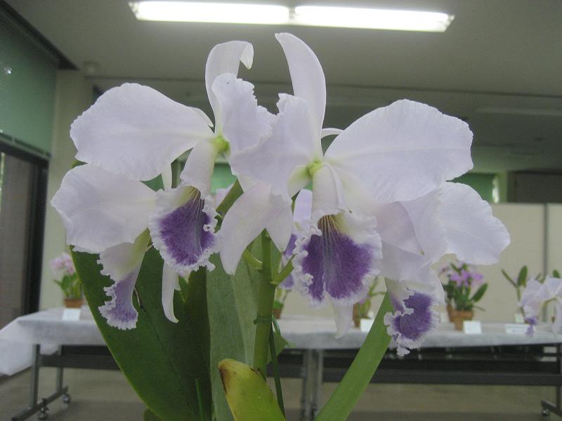 ���ƒ�̉ԂƎČ��E��