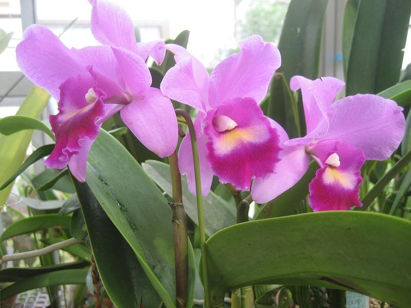 ���ƒ�̉ԂƎČ��E��