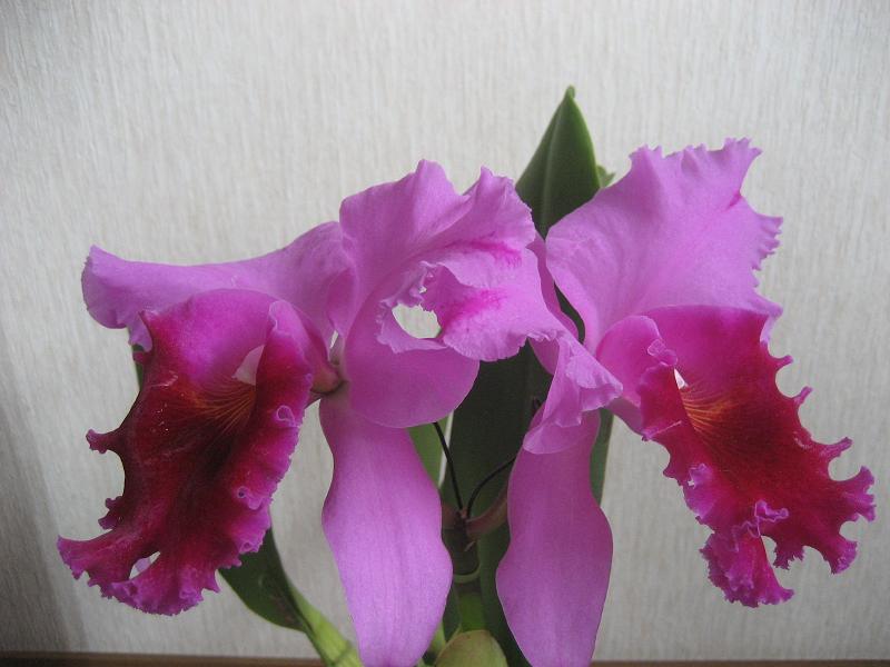 ���ƒ�̉ԂƎČ��E��