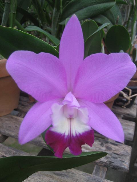 ���ƒ�̉ԂƎČ��E��